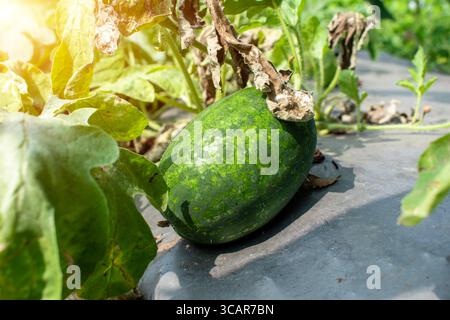 Wassermelone wächst im Sommer auf einer grünen Wassermelonenplantage. Landwirtschaftliches Wassermelonenfeld Stockfoto