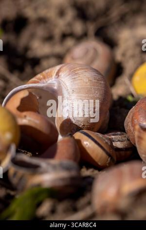 Leere Schalen des Gartens und Weinschnecken auf dem Boden, eine große Anzahl leerer Schneckenschalen auf dem Boden nach der Überwinterung, Nahaufnahme Stockfoto