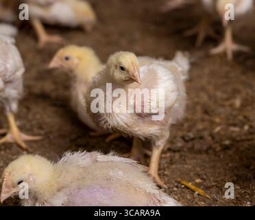 Ein Geflügelhaltungsbetrieb, in dem Hühner zur Herstellung von Fleischerzeugnissen aus der Nähe aufgezogen werden Stockfoto