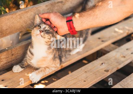 Mann, der Katze streichelt, Liebe zu Tieren Stockfoto