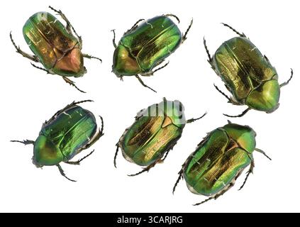 Sechs Smaragdgoldwanzen Cetonia aurata (Guldbagge) isoliert auf weiß Stockfoto