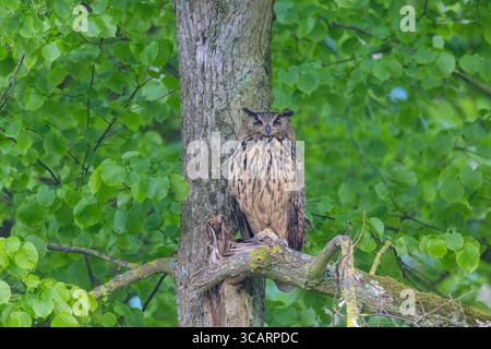Uhu, Bubo Bubo, Erwachsener sitzt auf einem Zweig, Schleswig-Holstein, Deutschland Stockfoto