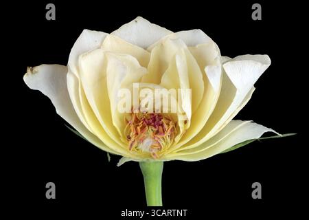 In der sterbenden, traurigen weißen Rosenblume. Isoliert auf schwarzem Makrostudio-Konzept Stockfoto