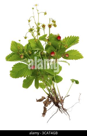 Beeren Wurzeln und Blätter eines Busches von Sommererdbeeren minimalistisches Makrokonzept. Isoliert auf weiß Stockfoto
