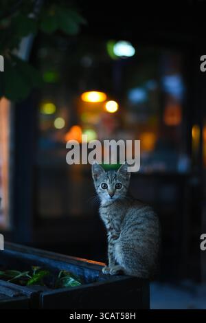 Niedliches kleines Tabby-Kätzchen, das nachts vor einer Café-Bar sitzt und posiert und in die Kamera blickt Stockfoto
