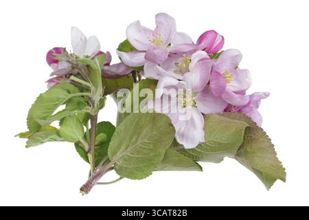 Die Feder kann Zweig der blühenden Apfelbaum mit kleinen weißen, rosa Blüten. Auf weissem studio Makroaufnahme isoliert Stockfoto