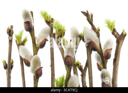 Der erste Frühling sanfte Blätter, Knospen und Zweige Makrohintergrund. Isoliert auf weiß Stockfoto