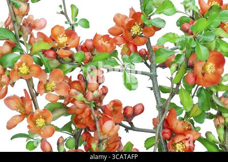 Blüte im Mai japanische Quitte (Chaenomeles) Blume Hintergrund. Isoliert auf weißem, selektiven Fokus Stockfoto