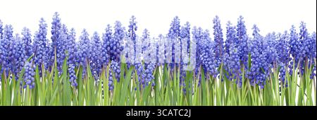 Große Border Collage Hintergrund von den ersten blauen Quellen Blumen Muscari isoliert Stockfoto