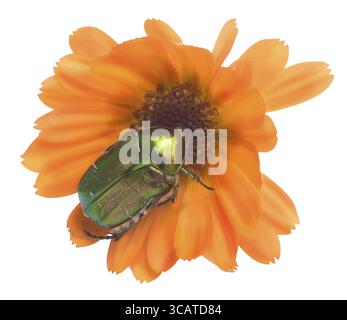 Smaragdkäfer Cetonia aurata (Guldbagge) auf dem orangen Calendula-Blüten-Makro. Isoliert auf weiß Stockfoto