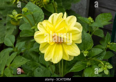 Gelbe Dahlia Unwins Zwergblume Stockfoto