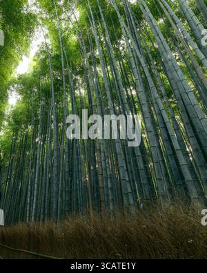 Der hohe Bambus im Kyoto Arashiyama Wald kurbelt nach oben mit warmen Highlights des Sonnenlichts, das durch dickes Grün gefiltert wird, und schafft Tiefe und ruhige verti Stockfoto