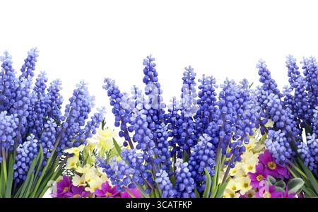 Frühlingsblumen Muscari und t Primrosen Hintergrund Postkarte. Isoliert auf weiß Stockfoto