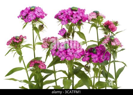 Blumen rosa Nelken und es ist eine Menge Käfer Cetonia aurata (Guldbagge). Isoliert auf weiß Stockfoto