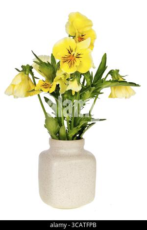 Minimalistischer Blumenstrauß - einfache gelbe Stiefmütterchen in Keramik-Topfvase isoliert Stockfoto