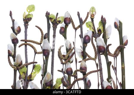 Die erste Feder sanft Knospen Blätter und Zweige Makro Hintergrund. Isoliert Stockfoto