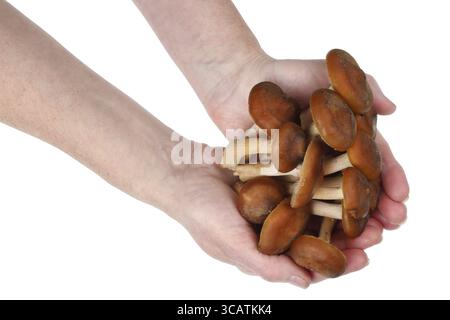 Shitake echten frischen Wald Baum Pilze in ländlichen Frau Hände. Auf weissem Makro studio shot Isoliert Stockfoto