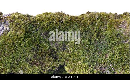 Fragment einer alten Mauer auf dem wächst das Moos und eine Flechte Closeup isoliert. Sonniger Tag. Mit patch Stockfoto
