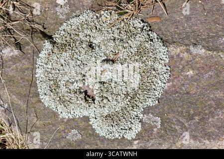 Vor Ort Frühling Flechten, die auf rotem Granit Stein Natur Makro Textur Hintergrund wächst Stockfoto