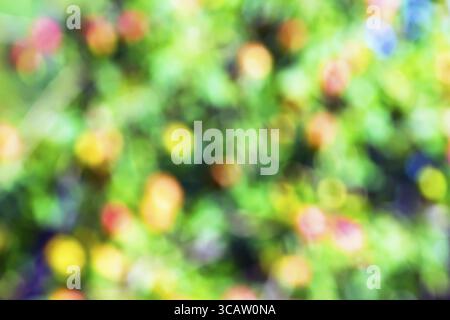 Apfelbaum mit Reifen Früchten Bokeh. Abstrakte Kunst weicher Hintergrund von mehrfarbigen echten natürlichen Flecken aus Äpfeln und Blättern. Heller sonniger Tag Stockfoto