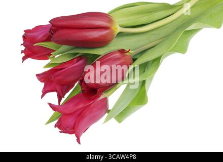 Fünf echten roten Terry Frühling Tulpen Blumen. Auf weissem studio Makro isoliert Stockfoto