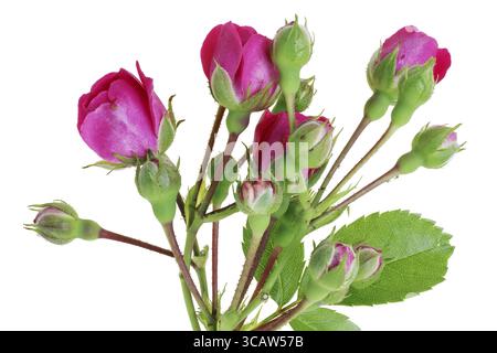 Sommerzweige von Gartenrosen mit kleinen rosa Knospen. Isoliert auf weißem Studio-Makro Stockfoto