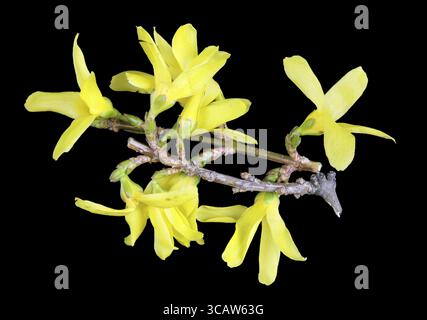 Frühling April Forsythia Buschzweige mit gelben Blüten Makro. Isoliert auf einem schwarzen Studio-Foto Stockfoto