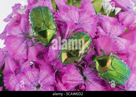 Drei smaragdgoldene Käfer Cetonia aurata (Guldbagge) auf dem rosafarbenen Blumen-Makro. Selektiver Fokus Stockfoto
