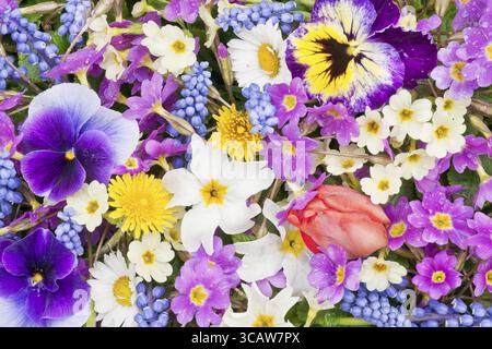 Erste Frühlingsblumen - Muscari, Primeln, Tulpen, Daisies, Löwenzahn, Stiefmütterchen nach dem Regen-Hintergrund-Mix Stockfoto