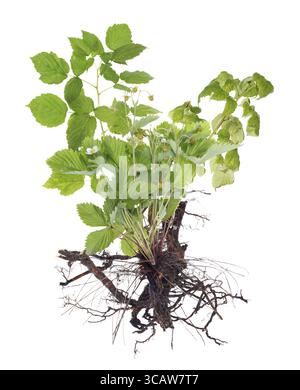 Wurzeln und Blätter eines Strauches von Frühlingsgarten Erdbeere Johannisbeere und Himbeerpflanzen. Minimalistisches Makrokonzept isoliert auf weiß Stockfoto