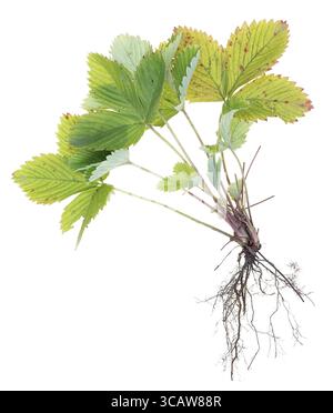 Wurzeln und Blätter eines Busches von Sommererdbeeren. Isoliert auf weißem Makro Stockfoto