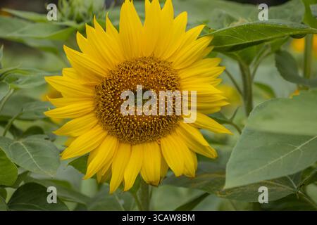 Sonnenblumen in voller Blüte Stockfoto