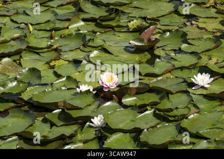 Wunderschöne rosa und weiße Seerosen blühen zwischen grünen Blättern in einem ruhigen Teich und schaffen eine ruhige Sommerszene Stockfoto