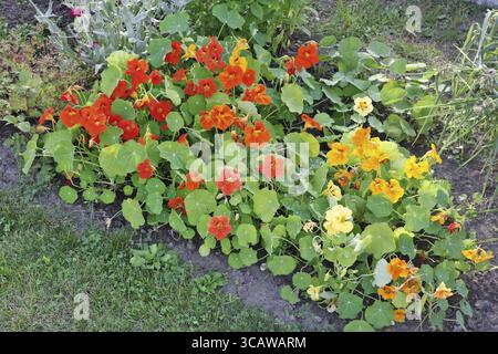 Rustikalen Garten mit blühenden Blume Rot und Gelb nasturtiums. Summierte tag Natur Landschaft Stockfoto