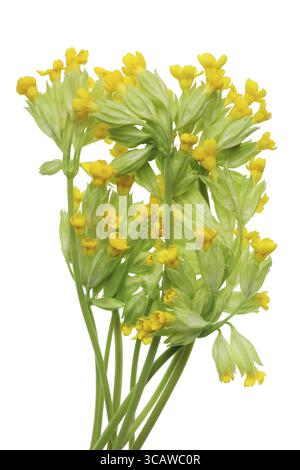 Erster April Wald wilde sanfte gelbe Blumenstrauß. Isoliert auf weißem Studio-Makrofoto Stockfoto
