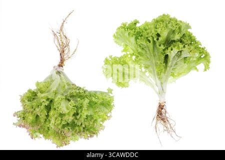 Zwei frische Gartensalat, kleiner Busch - direkt vom Bett. Blätter und Wurzeln werden ohne Dünger angebaut. Viele der Landhumusbrösel. Isoliertes Makro, s Stockfoto