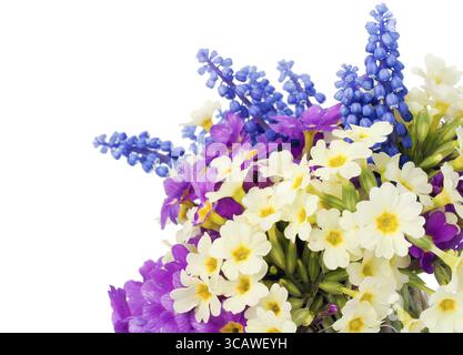 Erste blaue Frühlingsblumen Muscari und Creme und violette Primrosen Postkarte. Isoliert auf weißem selektiven Fokus Stockfoto