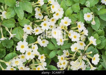 Erste Frühlinge blüht weiße Kerzen Hintergrund Stockfoto