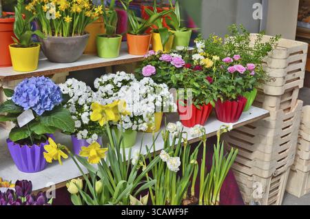 Frühlingsblumen - Narzissen und Tulpen in Töpfe sind auf Verkauf auf der Straße von April Solar City. Sonnigen Tag Außenaufnahme Stockfoto