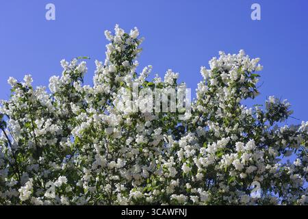 Blühenden Busch von Jasmin mit weißen Blüten vor dem Hintergrund des blauen Himmels. Weiche Kunst Fokus Stockfoto