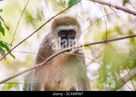 Nahaufnahme Porträt des Vervet Monkey Chlorocebus auf dem Baum im Masai Mara National Reserve in Kenia, Afrika. Stockfoto