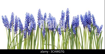 Randhintergrund von den ersten blauen Quellen Blumen Muscari isoliert Stockfoto