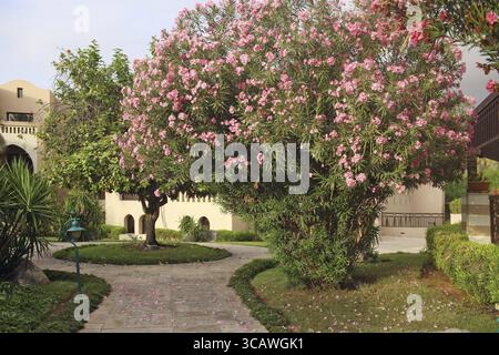 Blühender rosa Azaleen großer Busch auf der Straße von Emirates City Stockfoto