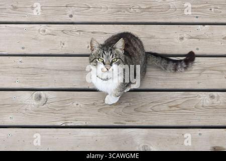 Holzdeck eine Jacht sitzt auf der Eiche eine keine Namen-Katze. Dieses Tier ist ein Talisman für Segler. Die Katze schaut von unten zu uns. Kunst weichen focu Stockfoto