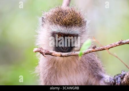 Nahaufnahme Porträt des Vervet Monkey Chlorocebus auf dem Baum im Masai Mara National Reserve in Kenia, Afrika. Stockfoto