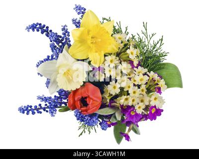 Erste Frühlingsblumen Muscari, Primeln, Tulpen und Narzissen mischen sich, isoliert auf weiß Stockfoto