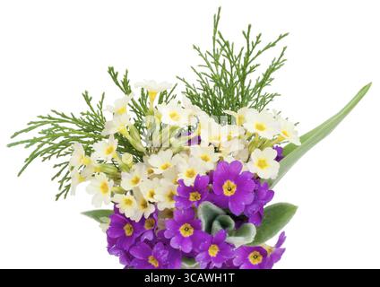 Erste Frühlingsblumen - cremefarbene und violette sanfte Primelkerzen Hintergrund. Isoliert auf weiß Stockfoto