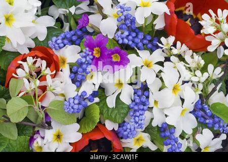 Erste Frühlingsblumen Muscari, Primeln und Tulpen Hintergrund mischen Stockfoto