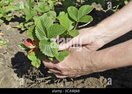 Ältere Frau Bauer Pflanzen junge Erdbeere Sprößlinge in den Boden. Sonnigen Sommer Juni Tag closeup Stockfoto