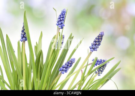 Erste Frühlinge blüht Muscari auf abstraktem Hintergrund, selektiver Fokus Stockfoto
